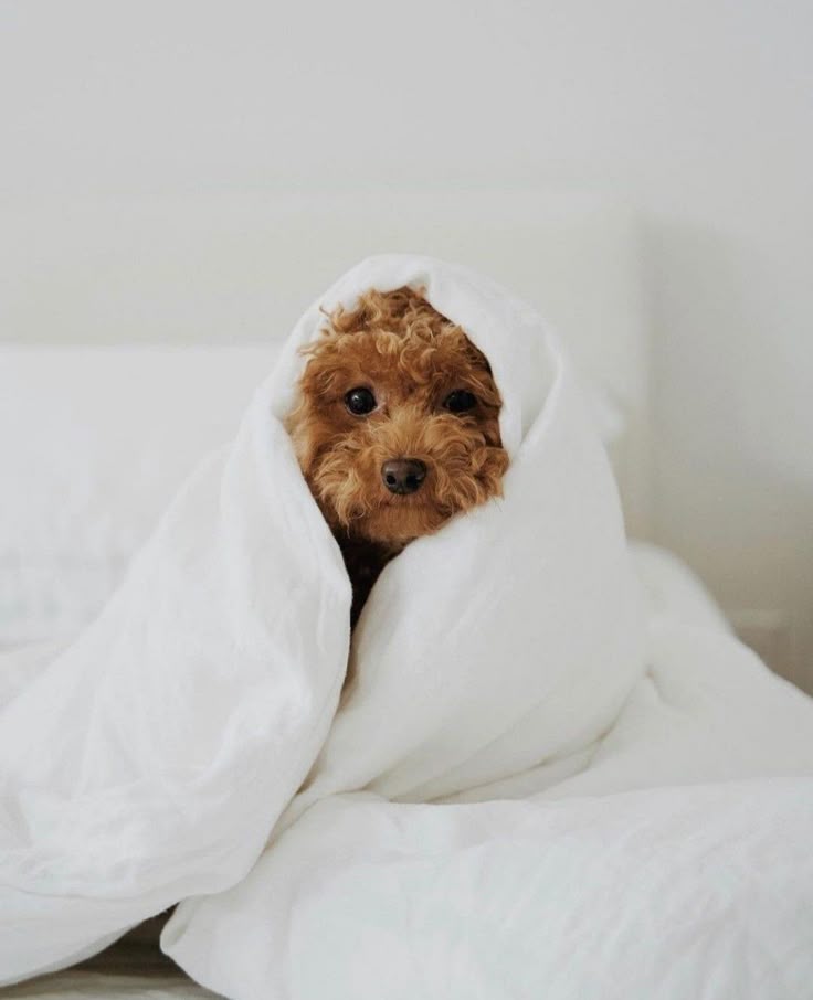 For Your Adorable Pets